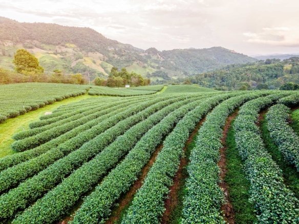 Farm For Sale