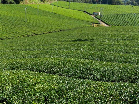 Farm for Sale